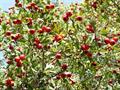 Crataegus microphylla -Crataegus oxycanta